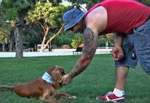 Casper’ın Pozitif Köpek Eğitimi