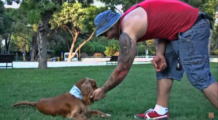 Casper’ın Pozitif Köpek Eğitimi