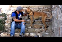 Cindy ve Efe’nin pozitif köpek eğitimi