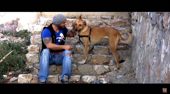 Cindy ve Efe’nin pozitif köpek eğitimi