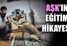 AŞK’ın Temel Köpek Eğitimi