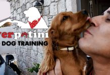 Tarçın’ın Pozitif Köpek Eğitimi