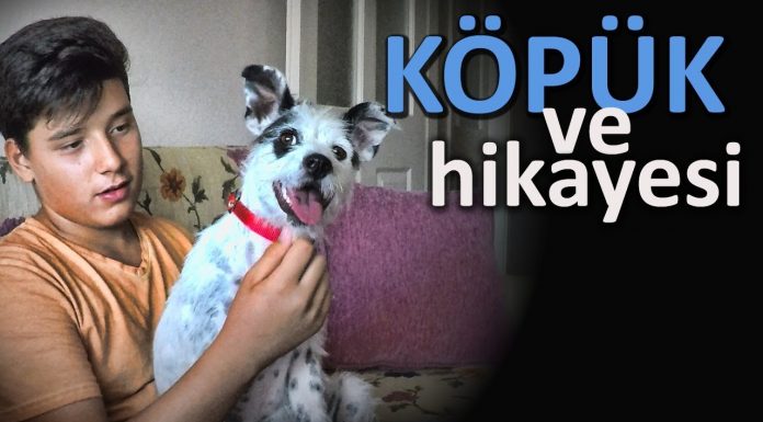 Köpük’ün pozitif köpek eğitimi