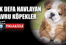 Yavru köpeklerin ilk defa havlama görüntüleri
