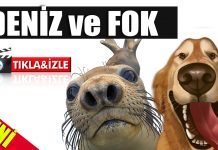 Süper Köpek Deniz şimdide FOK Balığı oldu