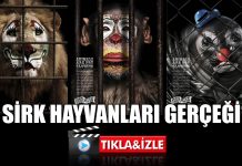 Sirk Hayvanlarının Acısı İnsanların Eğlencesi Olmasın