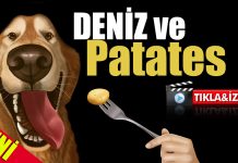 Sevimli Köpek Deniz ve Patates 🥔