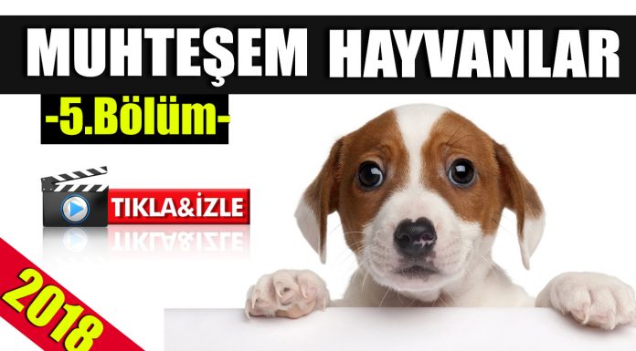 En sevimli anlarıyla “Muhteşem Hayvanlar” -5.Bölüm-