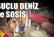 Suçlu Deniz ve Sosis – Köpeklerde utanır