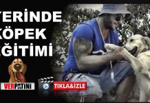 İşte A’dan Z’ye Pozitif Köpek Eğitimi Programımız