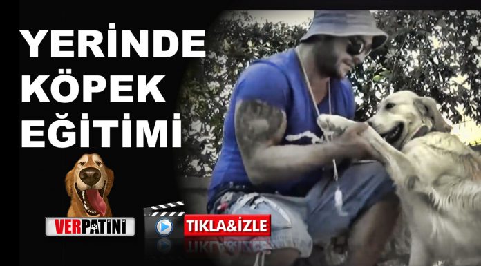 İşte A’dan Z’ye Pozitif Köpek Eğitimi Programımız