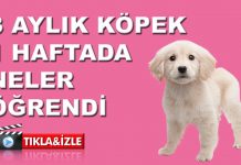 3 Aylık Köpek 1 haftada bakın neler öğrendi