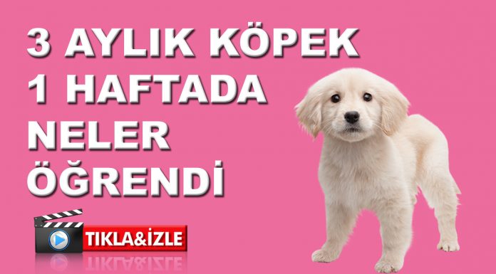 3 Aylık Köpek 1 haftada bakın neler öğrendi