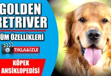 Golden Retriever hakkında önemli bilgiler ve tüm özellikleri Golden Retriver