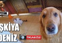 Eşkiya Deniz kedilerin yolunu kesiyor