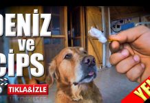 Deniz ve Cips