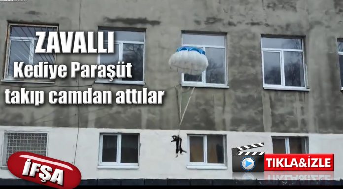 Kediye paraşüt takıp camdan aşağıya atan dingiller