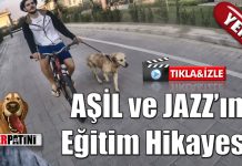 Aşil ve Jazz’ın 1 haftalık pozitif köpek eğitimi hikayesi
