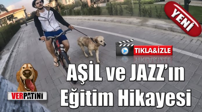 Aşil ve Jazz’ın 1 haftalık pozitif köpek eğitimi hikayesi