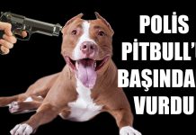 Polis Kendine Saldıran Pitbullu Başından Vurdu