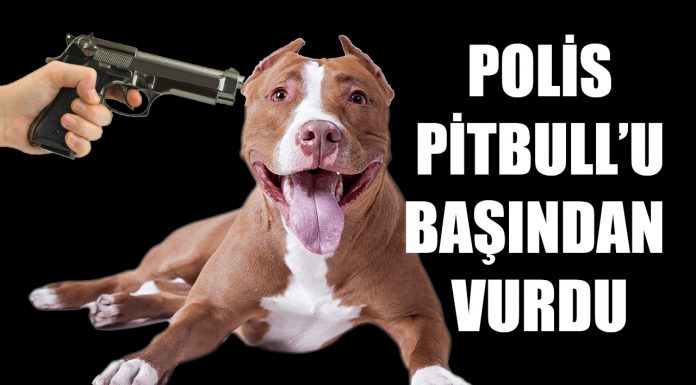Polis Kendine Saldıran Pitbullu Başından Vurdu