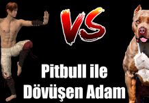 Pitbull saldırısına uğrayan köpeği boğuşarak kurtaran adam