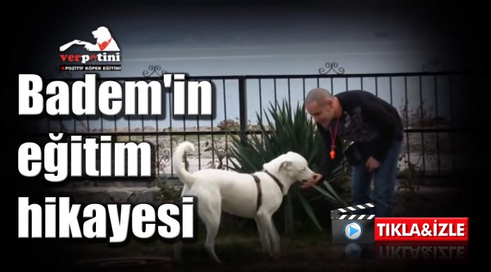 Badem’in Eğitim Hikayesi – Pozitif Köpek Eğitimi Nedir