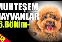 En Sevimli Anlarıyla MUHTEŞEM HAYVANLAR -6-