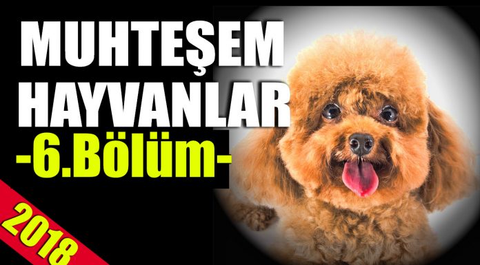 En Sevimli Anlarıyla MUHTEŞEM HAYVANLAR -6-