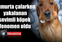 Mutfaktan yumurta çalarken suçüstü yakalanan köpek