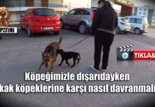 Köpeğimizle dışarıdayken sokak köpeklerine karşı nasıl davranmalıyız
