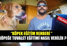 Köpeğe tuvalet eğitimi nasıl verilir