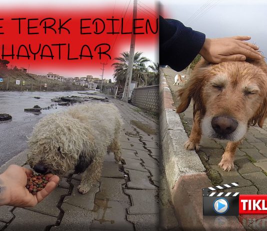 Vicdansızlar köpekleri ölüme terk edip gittiler