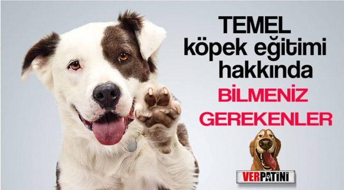 Temel İtaat Köpek Eğitimi Komutları ve Önemi