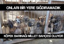 Köpek barınağı millet bahçesi oluyor: Hayvanseverler tepkili
