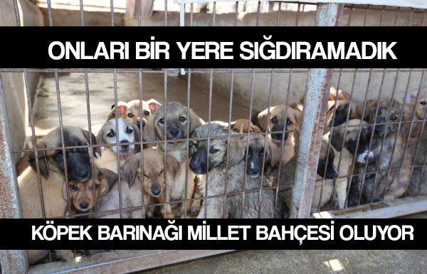 Köpek barınağı millet bahçesi oluyor: Hayvanseverler tepkili