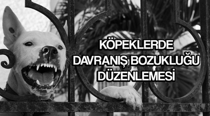 Köpeklerde davranış bozukluğu-agresyon düzenlemesi Köpeklerde davranış bozukluğu