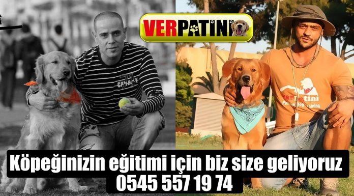 Akita Köpek Eğitimi – İzmir Urla, Çeşme