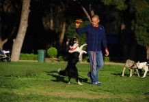 Köpek Eğitimi Nasıl Yapılır? izmir köpek eğitimleri