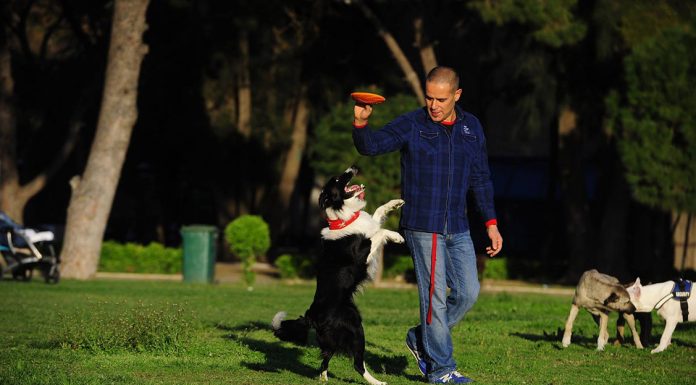 Köpek Eğitimi Nasıl Yapılır? izmir köpek eğitimleri