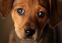 Köpeğim Neden Bana Bakıyor? Ne anlatmak istiyor? köpek bakışları ne anlama gelir