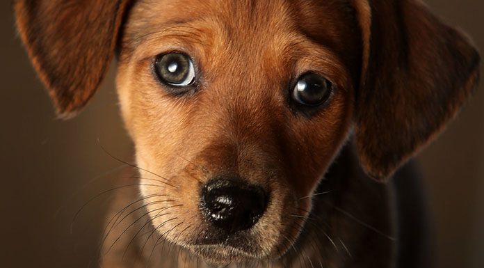 Köpeğim Neden Bana Bakıyor? Ne anlatmak istiyor? köpek bakışları ne anlama gelir