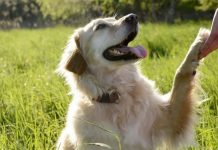 Köpeğinizi Anlamanın 7 Yolu köpekler ne anlatır