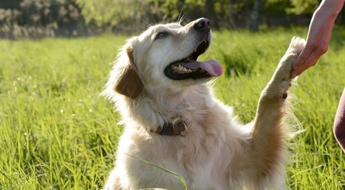 Köpeğinizi Anlamanın 7 Yolu köpekler ne anlatır
