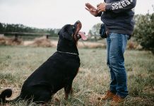 İzmir Köpek Eğitim Fiyatları izmir köpek eğitimi fiyatları
