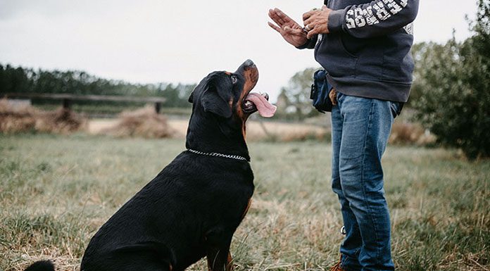 İzmir Köpek Eğitim Fiyatları izmir köpek eğitimi fiyatları