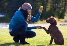 Yavru Köpek Eğitimi Nasıl Yapılır? izmir yavru köpek eğitimi