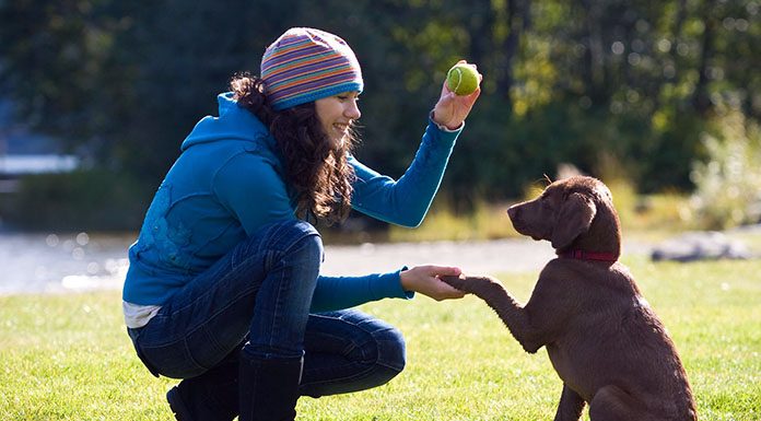 Yavru Köpek Eğitimi Nasıl Yapılır? izmir yavru köpek eğitimi