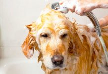 Köpek Sağlığı ve Bakımı Nasıl Yapılır? köpek bakımı nasıl yapılır