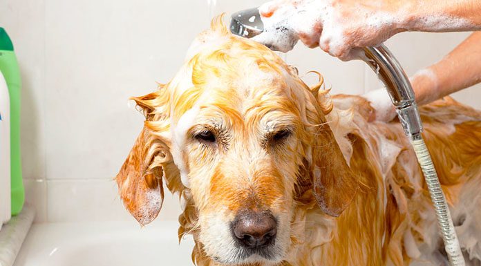 Köpek Sağlığı ve Bakımı Nasıl Yapılır? köpek bakımı nasıl yapılır